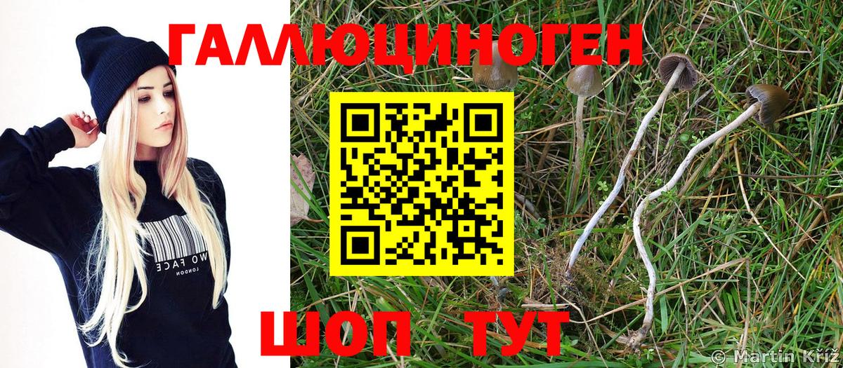Псилоцибиновые грибы GOLDEN TEACHER  Вход с VPN  Галлюциногенные грибы GOLDEN TEACHER  дарнет шоп  Краснодар 
