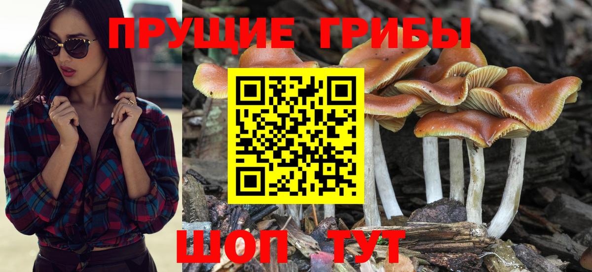 Галлюциногенные грибы Psilocybe Краснодар